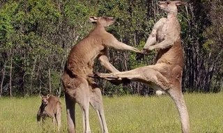 Kangaroo - võ sĩ đấm bốc thượng hạng trong tự nhiên