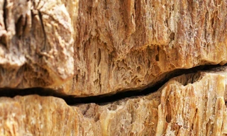 Nơi chứa gỗ hoá thạch triệu năm tuổi ở Gia Lai