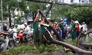 Hàng loạt cây xanh bật gốc sau trận mưa lớn ở Hà Nội