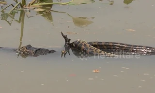 Video: Cận cảnh cuộc chiến sinh tử nghẹt thở giữa trăn và cá sấu