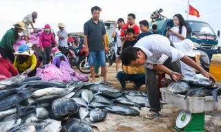 Cận cảnh mẻ cá bè, đỏ củ trị giá hơn nửa tỷ ở cảng Lý Sơn