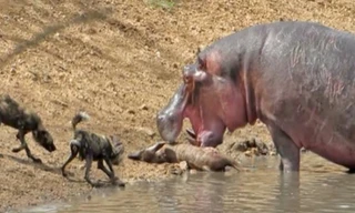 Hà mã thừa cơ cướp mồi của bầy chó hoang