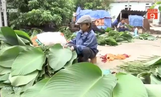 VIDEO: Khám phá nơi lá dong gói bánh chưng xanh nhất cả nước
