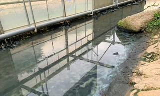 Dùng công nghệ Nhật: Sông Tô Lịch nước trong, nhìn rõ đáy bùn đang phân huỷ