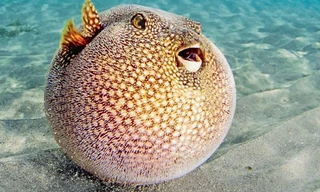 Ăn vào có thể chết trong tích tắc, tại sao cá này vẫn có giá 'trên trời'?