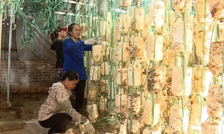 Nông dân tận dụng rơm rạ để trồng nấm ở Hà Nội