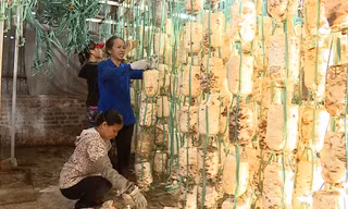 Nông dân tận dụng rơm rạ để trồng nấm ở Hà Nội