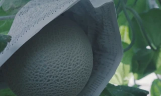 Dưa lưới Aroma Nhật Bản gần 100 USD mỗi trái