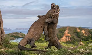 Thiên đường của rồng komodo ở Indonesia