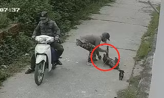 Clip: Cẩu tặc chích điện trộm chó nhanh như chớp gây phẫn nộ