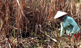 Video: Vì sao mía chết hàng loạt tại Phú Yên?