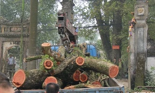 Clip: Cây sưa đỏ trăm tỷ ở Hà Nội bị chặt hạ