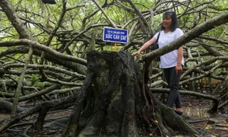 Cây gừa cổ thụ hàng nghìn nhánh ở Cần Thơ