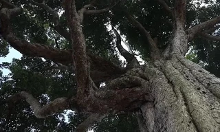 Cây trinh nam quý hiếm vẫn xanh tươi sau 1.300 năm