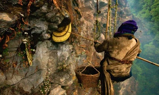 Thót tim người dân treo mình trên vách núi lấy mật ong rừng ở Nepal