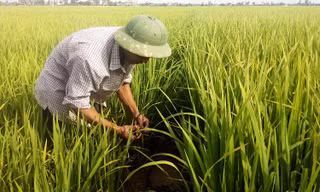 Chuyện lạ ở Hải Dương: Lôi nhau ra tòa vì bẫy chuột không chết
