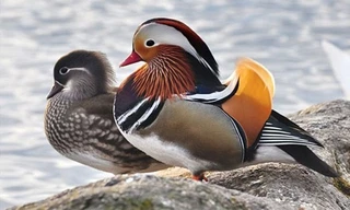 Cặp vịt 'độc' giá hơn 10 triệu được săn lùng làm quà Valentine