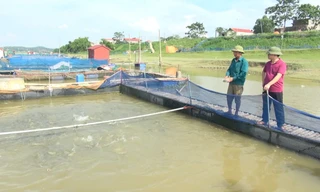 Nuôi cá lồng trên sông Thái Bình thu 1,5 tỷ đồng mỗi năm