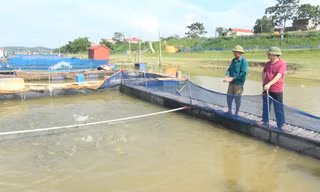 Nuôi cá lồng trên sông Thái Bình thu 1,5 tỷ đồng mỗi năm
