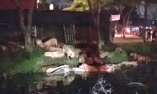 Xe tải lật ở Sài Gòn, cả trăm con heo tràn xuống kênh