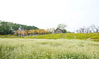 Cánh đồng hoa tam giác mạch 10.000 m2 nở rộ trái mùa ở Hà Nội