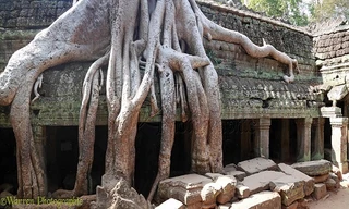 Rễ cổ thụ vươn dài như trăn, đe dọa nuốt chửng ngôi đền Campuchia