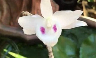 Xôn xao clip đại gia Hà Tĩnh chi tiền mua chậu lan giá 3,5 tỷ đồng