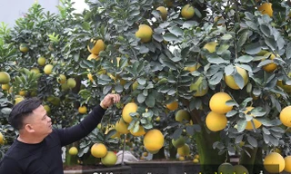 Chiêm ngưỡng vườn bưởi cảnh cổ thụ tiền tỷ chơi Tết tại Hưng Yên