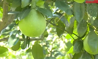 Lạc vào vườn bưởi tâm linh tiến vua chỉ có ở xứ Thanh