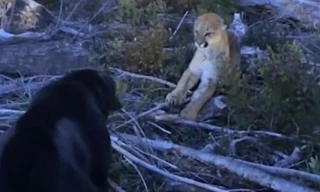 Chó dũng cảm đối đầu báo sư tử để bảo vệ chủ