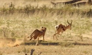 Báo săn chạy nước rút, vồ gọn linh dương