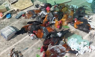 Cảnh sát nổ súng phá trường gà ở miền Tây