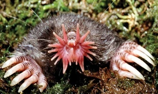 Loài vật lai giữa chuột và bạch tuộc