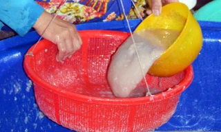 Lọc xương cá rô phi chế biến chả ở miền Tây