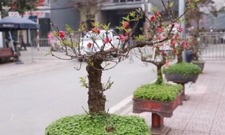 Video: Đào cổ, đào thế, bonsai Nhật Tân 'tỉ thí' tại hội thi hoa đào