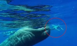 Thợ lặn mạo hiểm bơi ngay miệng cá voi khổng lồ