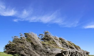 Nơi duy nhất trên Trái Đất cổ thụ bẻ quặt theo gió đại dương