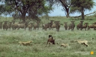 Linh dương đầu bò một mình giao chiến với bầy báo săn