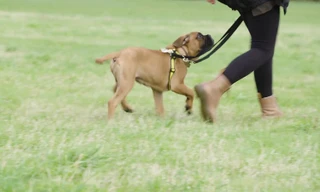 Quy định quản lý chó thả rông tại các nước trên thế giới