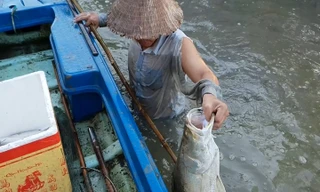 Dùng thuốc thu hoạch cá chẽm ở Cà Mau 