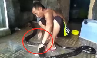 Clip: Người đàn ông tắm, xỉa răng cho rắn khủng như chăm thú cưng