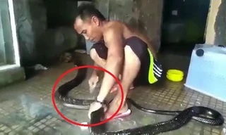 Clip: Người đàn ông tắm, xỉa răng cho rắn khủng như chăm thú cưng