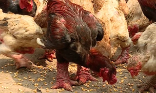 Gà Đông Tảo mất giá