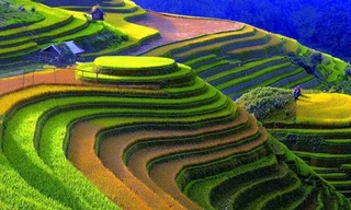 Mùa vàng Mù Cang Chải nhìn từ trên cao