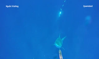 Thợ lặn đối đầu cá mập hổ tại Queensland