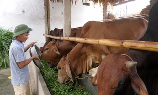 Hóa bò gầy thành béo, kiếm mỗi tháng trăm triệu