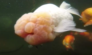 Loài cá vàng có giá hàng nghìn đô mỗi con ở trang trại Trung Quốc