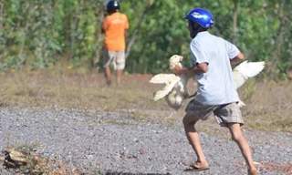 Bị dân hôi vịt, tài xế phải bồi thường 200 triệu đồng