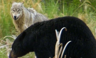 Chó sói chiến đấu với gấu đen để bảo vệ đàn con