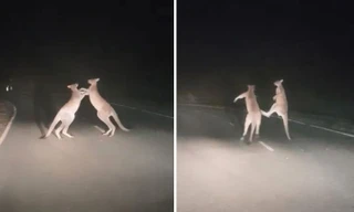 Kangaroo 'đấm bốc' giữa đường gây cản trở giao thông